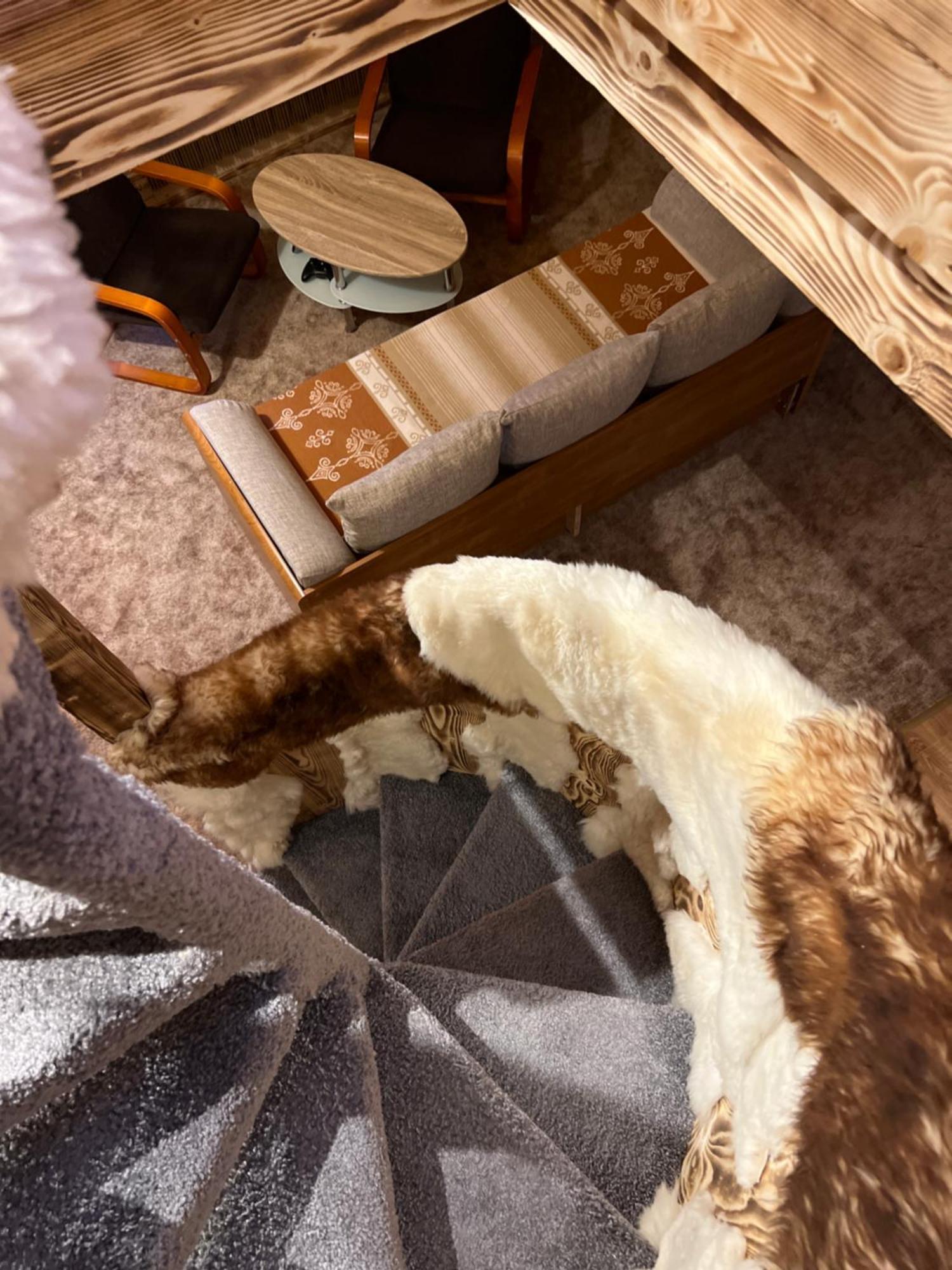 Apartamenty I Domki Taterka Kościelisko Kültér fotó